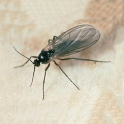 Urban Jungle : solutions contre les mouches de terreau – Flavie Peartree